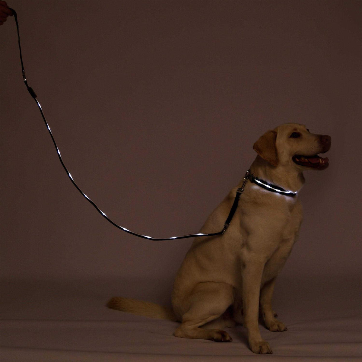 LED Dog Leash USB Rechargeable M83574