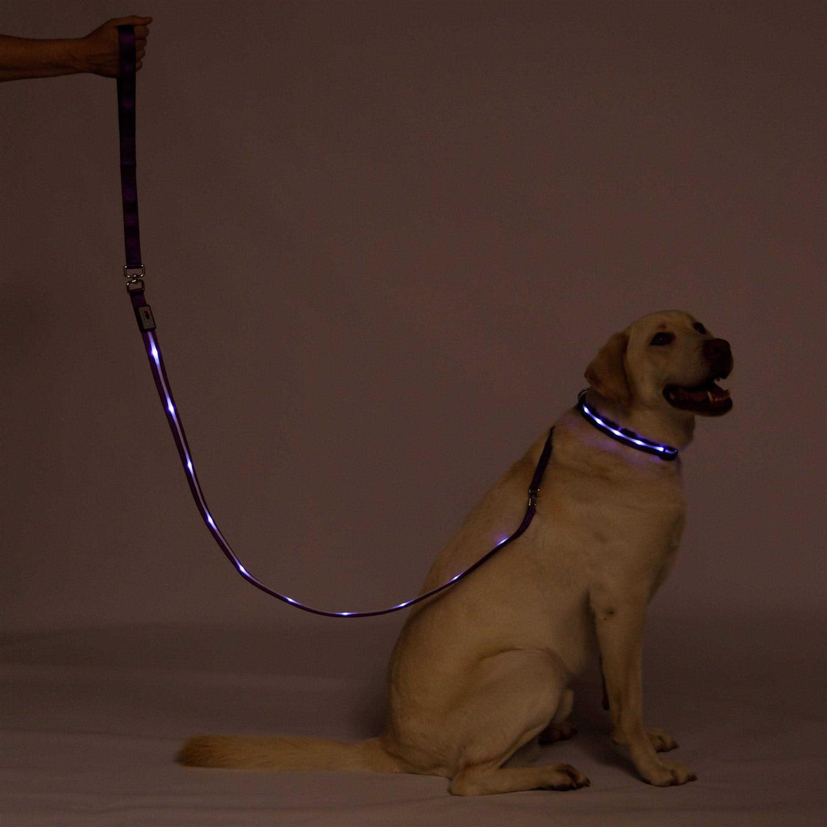 LED Dog Leash USB Rechargeable M83574
