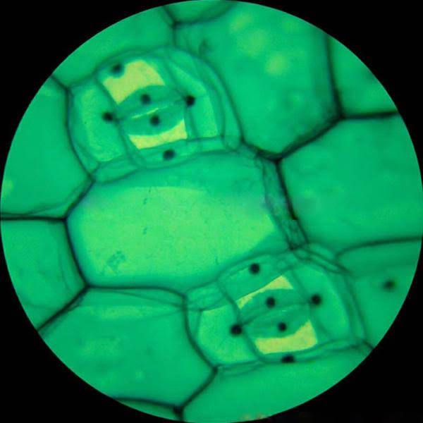 1000X Trinocular Biological Compound Microscope with 14MP USB Digital Camera T199