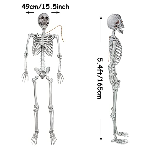 Life Size Full Body Skeletons with Movable Joints G2176