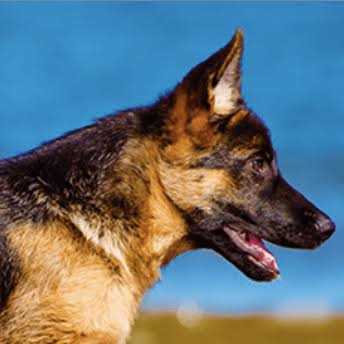 Grain Free Dry Dog Food K6211