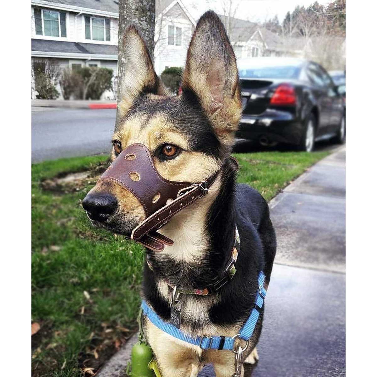 Leather Dog Muzzle M706420