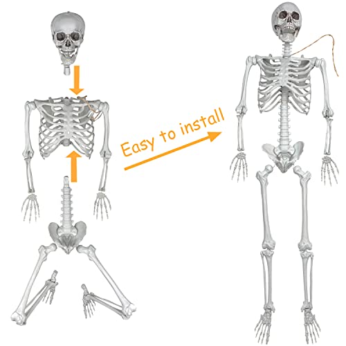 Life Size Full Body Skeletons with Movable Joints G2176