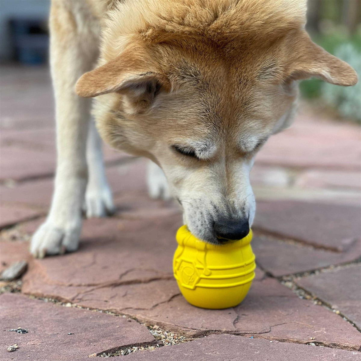 Durable Treat Dispenser & Enrichment Toy E548