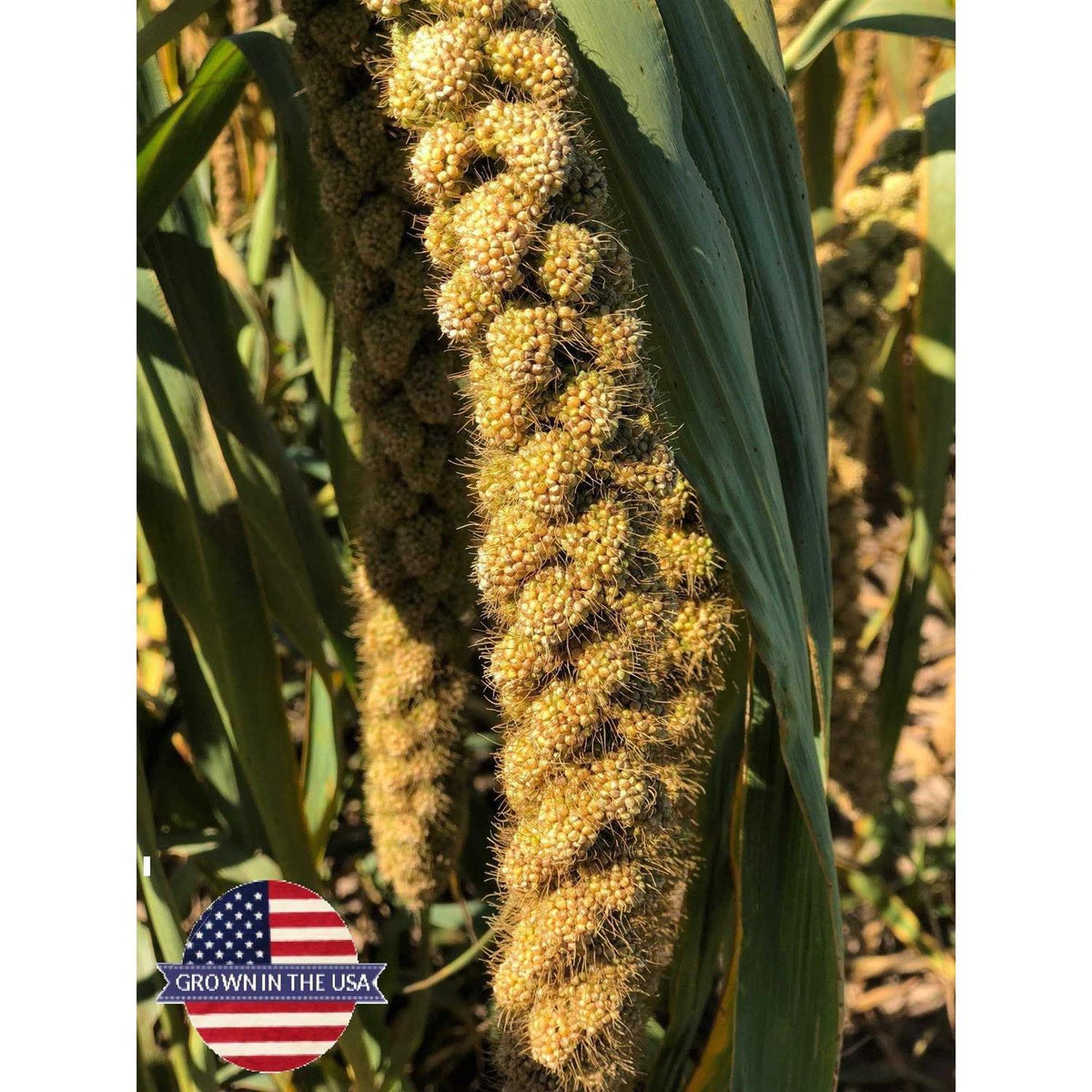 Spray Millet for Parrots Cockatiel Lovebird Parakeet Finch Canary R29005